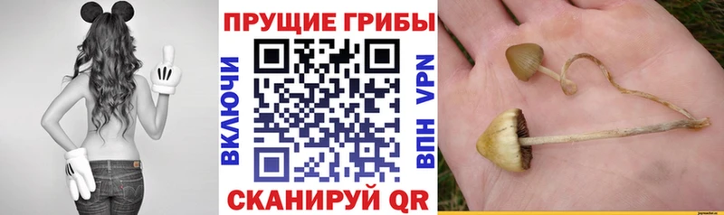 Галлюциногенные грибы ЛСД Шенкурск